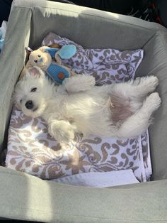 a small white dog laying on top of a blanket