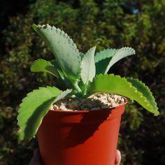 a person holding a potted plant in their hand