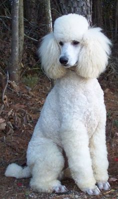 a white poodle is sitting in the woods