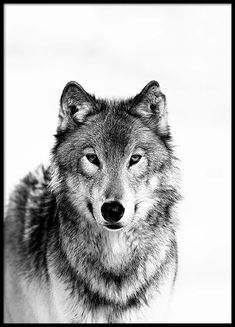 a black and white photo of a wolf looking at the camera with an intense look on its face