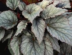 a plant with white and green leaves on it