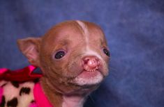 a small brown dog wearing a pink sweater looking at the camera with an intense look on its face