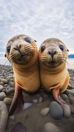 two sea lions are sitting on some rocks and looking at the camera with their eyes open