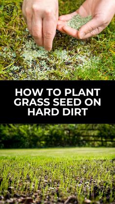 hands picking grass from the ground with text overlay that reads how to plant grass seed on hard dirt