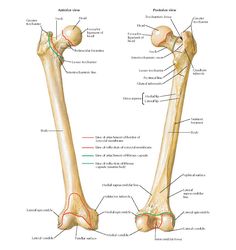 an image of the bones and their major muscles, including the arm and lower limbs