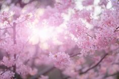 pink flowers are blooming on the branches of trees in front of sunbeams