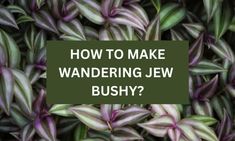 purple and green leaves with the words how to make wandering jew bushy?