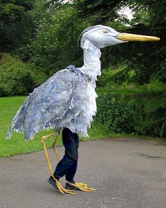 a large bird that is standing in the street