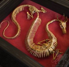 an animal skeleton is on display in a black frame with red velvet and gold foil