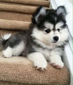 a small dog sitting on top of a carpeted stair case next to a hand rail