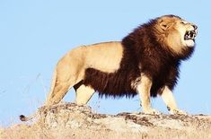 a large lion standing on top of a dry grass covered hill next to a blue sky