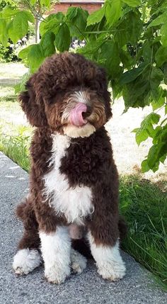 a brown and white dog sitting on top of a sidewalk next to a tree with its tongue hanging out