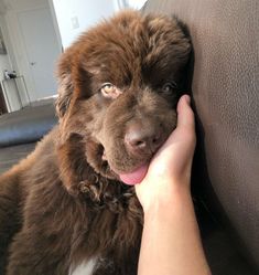 a brown dog sitting on top of a couch next to a person's hand