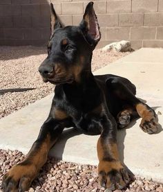 a black and brown dog laying on the ground