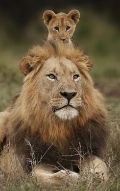 a lion laying in the grass with its head on top of it's back