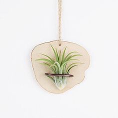 an air plant hanging from a rope on a wall