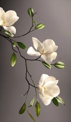 two white flowers with green leaves on a branch