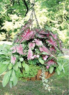 Heavy duty 25" hanging basket and coco fiber liner - Henderson Garden Supply Outdoor Christmas Decorations Yard, Tuberous Begonia, Hanging Plants Diy, Gardening Decor, Indoor Plant Wall, Garden Basket, Hanging Flower Baskets, Basket Planters, Shade Trees