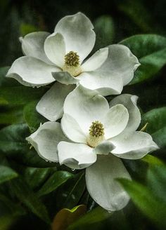 three white flowers with green leaves in the background