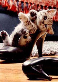 two kittens are playing with each other in high heel shoes for $ 3 99