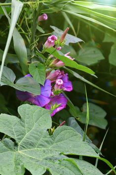 purple flowers and green leaves in the sunlight