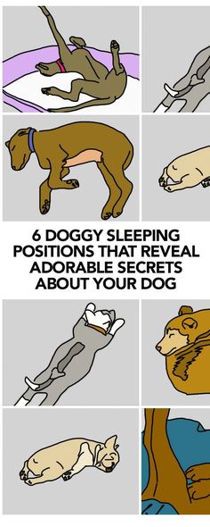 six dogy sleeping positions that reveal adorably the most important dog's