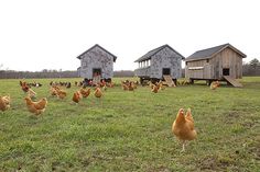 several chickens are walking around in the grass near two old barns and one chicken coop