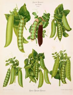 an illustration of peas and pea pods