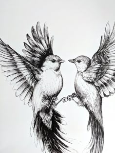 two birds with their wings spread out and facing each other, one is touching the other's beaks