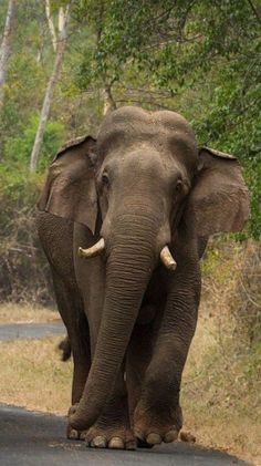 an elephant is walking down the road in front of some bushes and trees with its tusks up