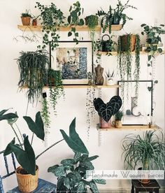 some plants are on shelves in a room