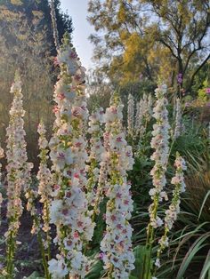 white and pink flowers in the middle of a garden