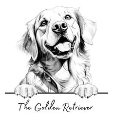 a black and white drawing of a golden retriever with the words, the golden retriever