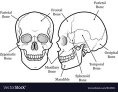 diagram of the human skull and bones with labels on each side, labeled in text