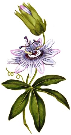 a drawing of a flower with green leaves on the top and purple petals on the bottom