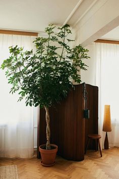 a large potted plant sitting on top of a wooden table next to a window