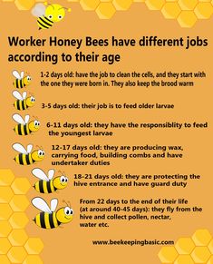 a poster with bees on it that says, worker honey bees have different jobs according to their age