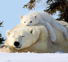 two polar bears cuddle on top of each other in the snow