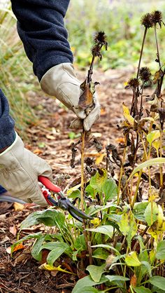 a person cutting weeds in the ground with scissors