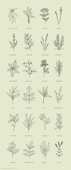 an image of various plants and flowers in black ink on white paper with green background