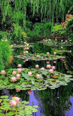 water lilies are blooming in the pond