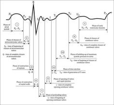 a diagram showing the various phases of an experiment