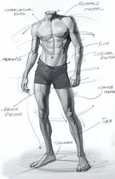 a drawing of a man's torso and legs with the names of his muscles