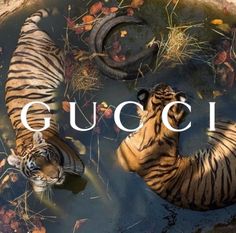 two tigers swimming in water with the word kenzo on it