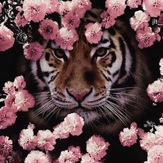 a tiger surrounded by pink flowers in the middle of it's face, looking at the camera