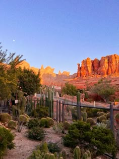 the desert is full of cacti and cactus plants