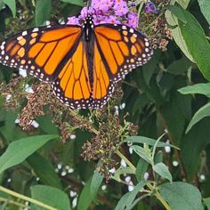 a large orange butterfly sitting on top of a purple flower