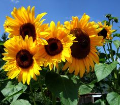 the sunflowers are blooming in the garden