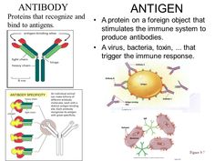 two diagrams showing the process of an antigen