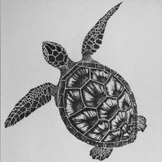 a drawing of a sea turtle in black and white, with the head turned to the side